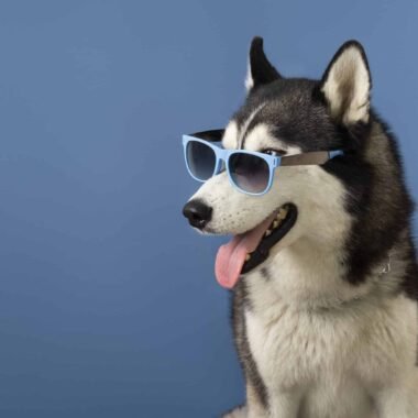 לגדל כלב בצורה נכונה