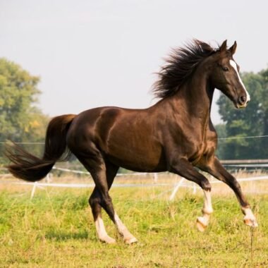 מתי לתת תילוע לסוס